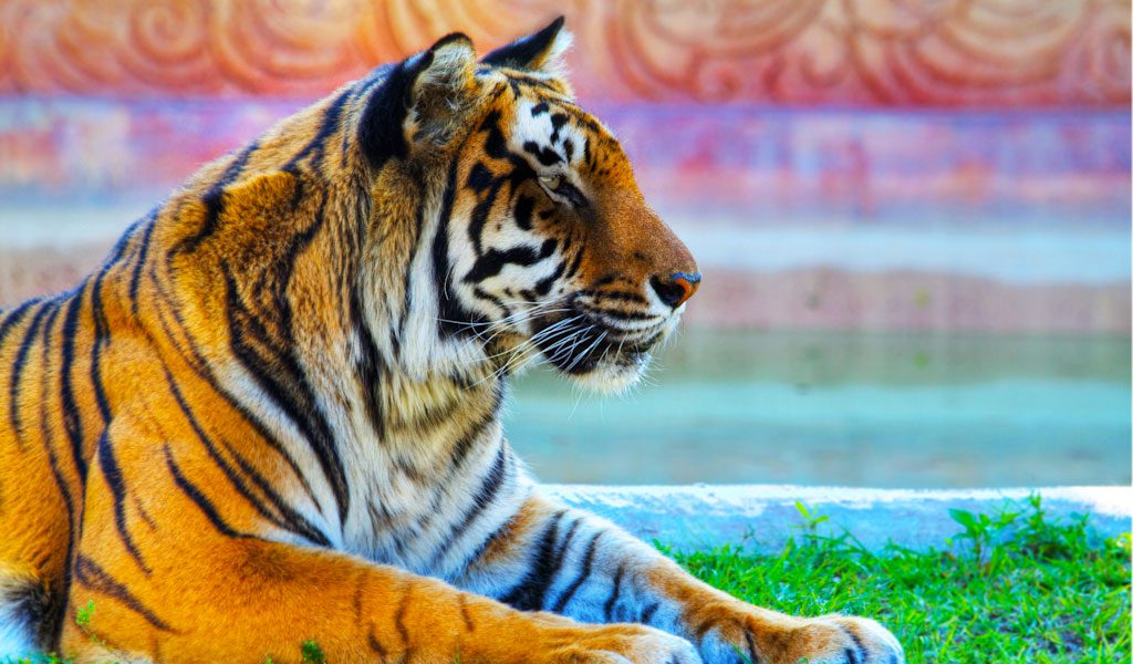 Bengal Tigers - Key Facts, Information & Pictures